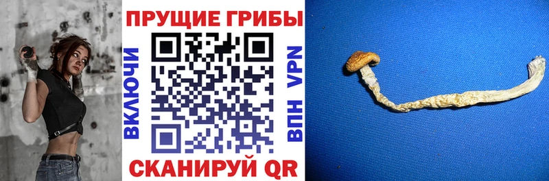 дарнет шоп  Торжок  Псилоцибиновые грибы Psilocybine cubensis 